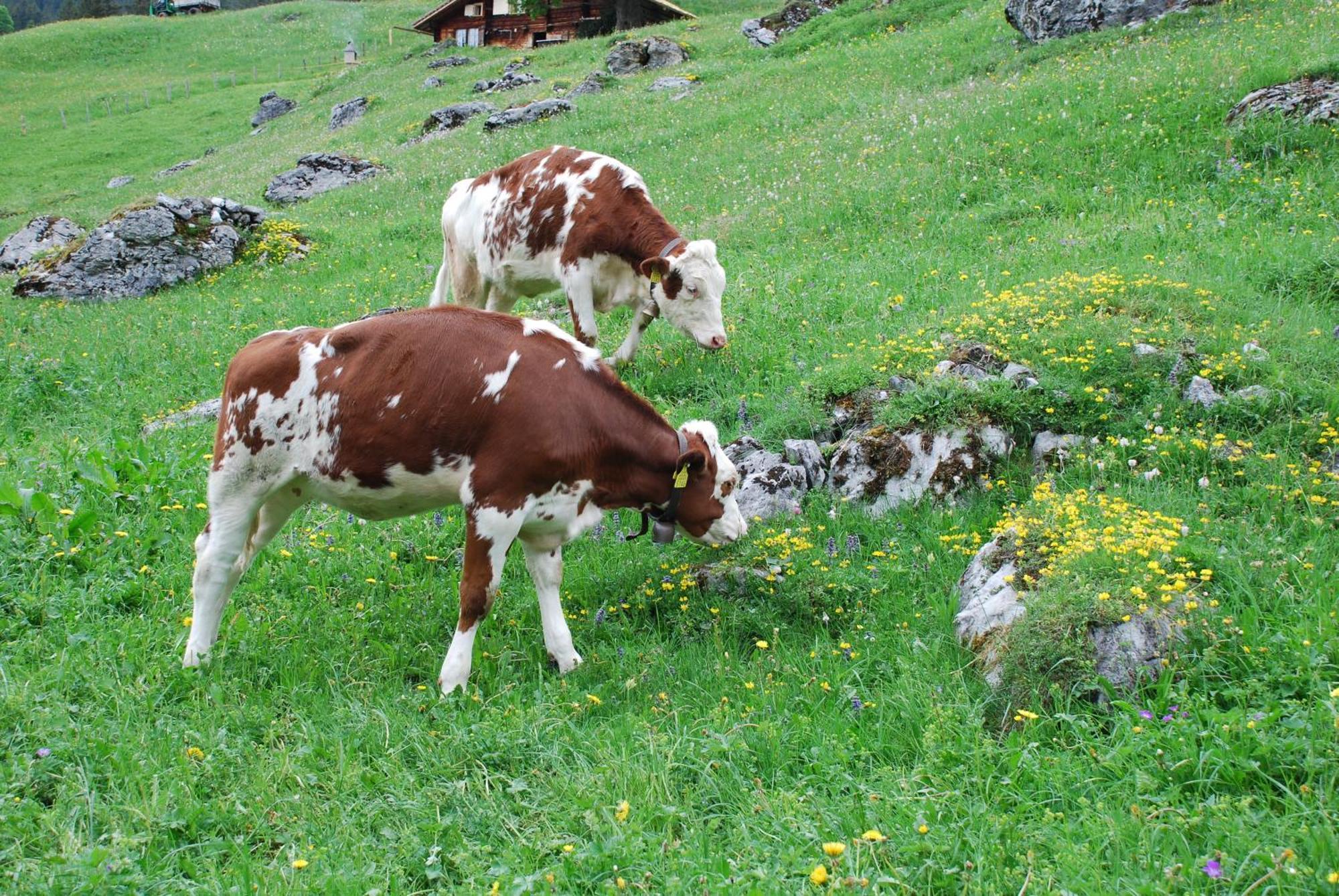 Hotel Bluemlisalp Grindelwald Exteriör bild