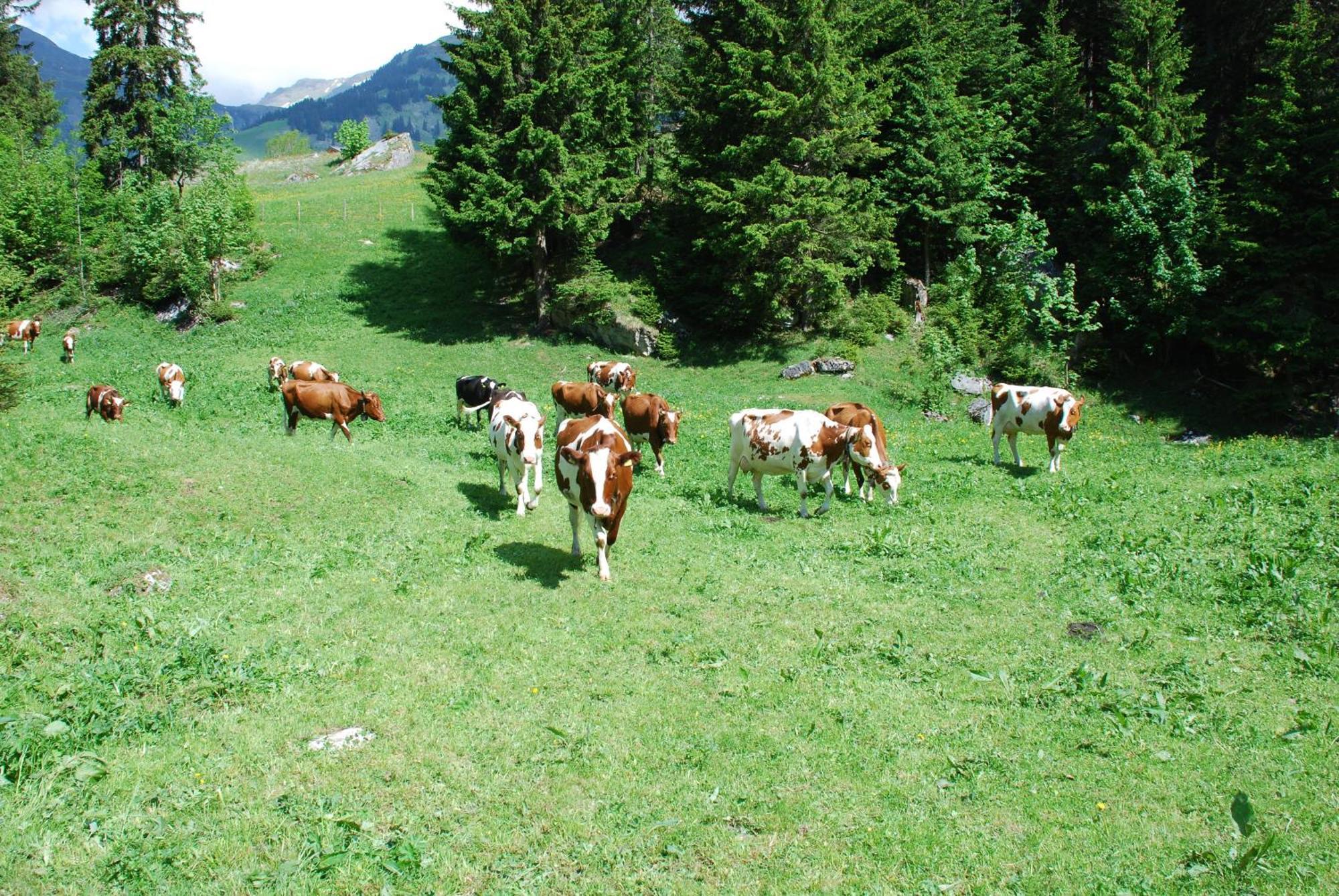 Hotel Bluemlisalp Grindelwald Exteriör bild